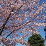 【札幌・千歳】春の札幌を家族で楽しむ旅プラン【4泊5日】